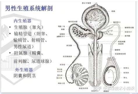 男性性器官|男性生殖系统结构